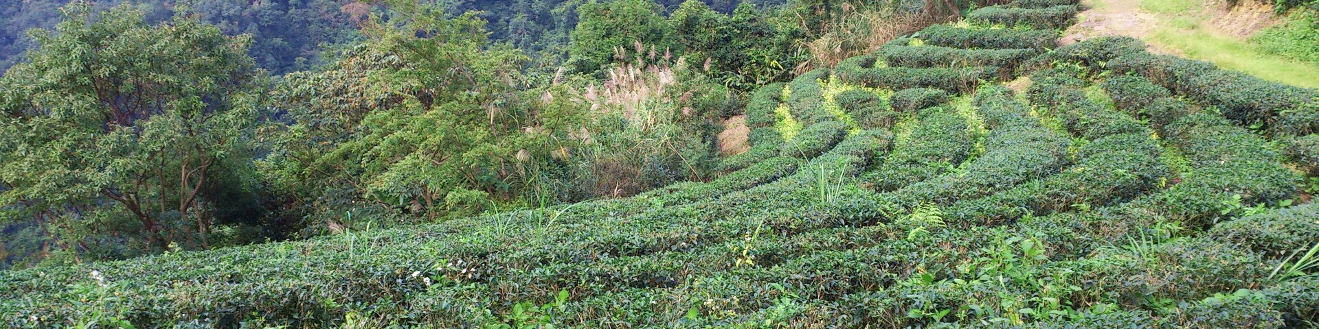 Yulan Tea Plantations 玉蘭茶園
