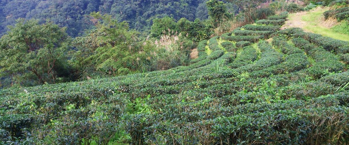 A lush tea plantation with terraced rows of tea bushes.