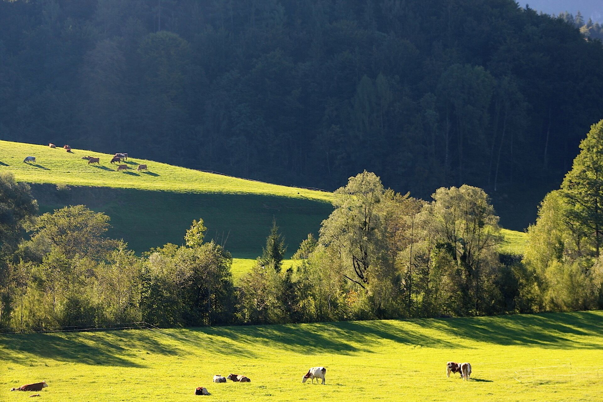 I was driving all the way to Salzburg from Munich and the scenery going there was absolutely gorgeous. #green #ontheroad