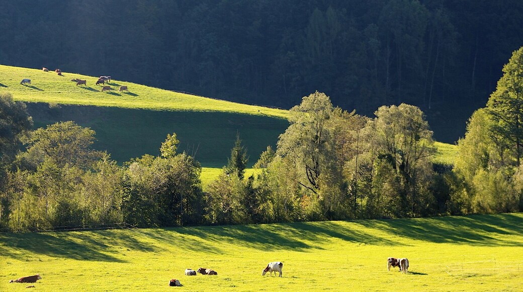 I was driving all the way to Salzburg from Munich and the scenery going there was absolutely gorgeous. #green #ontheroad