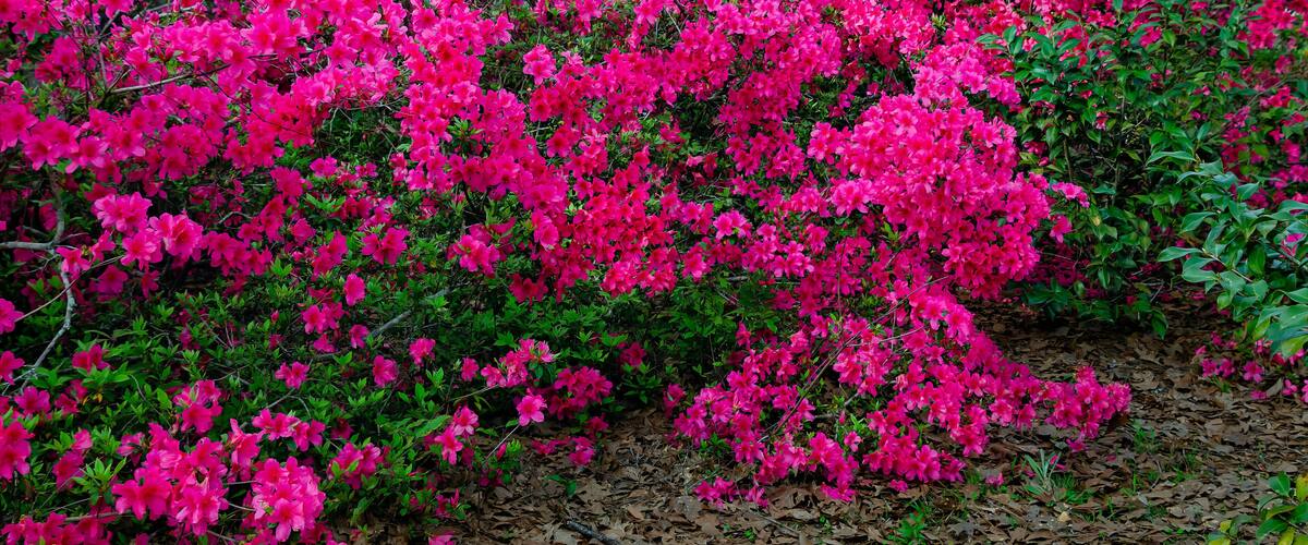 A dense cluster of vibrant pink azaleas in full bloom.