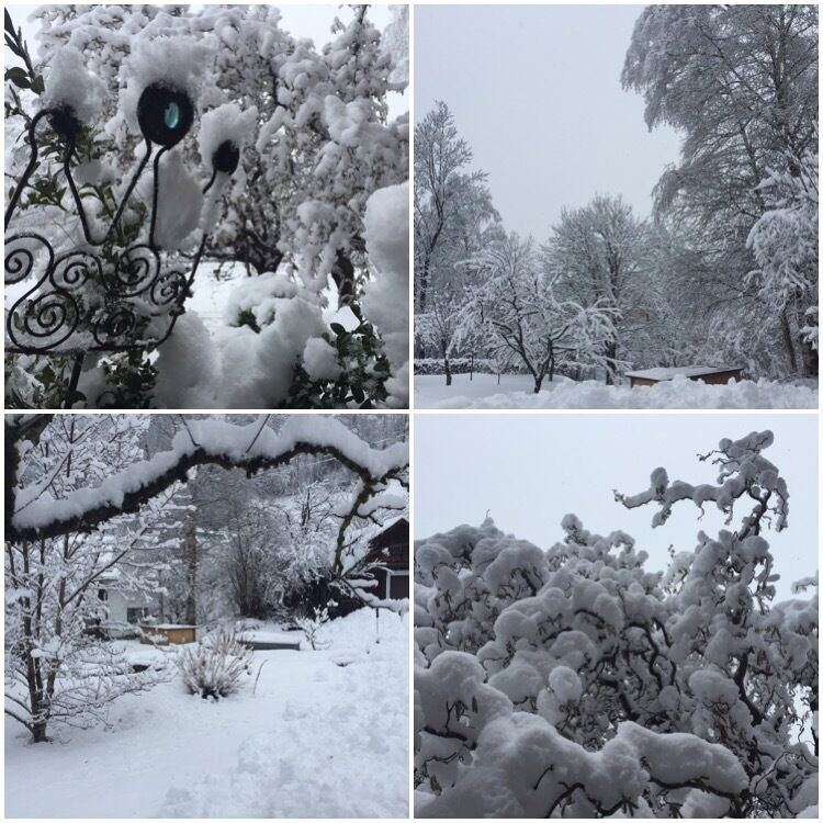 Snow in my garden 