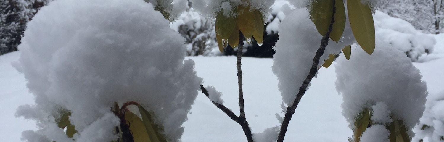 Snow in my garden
