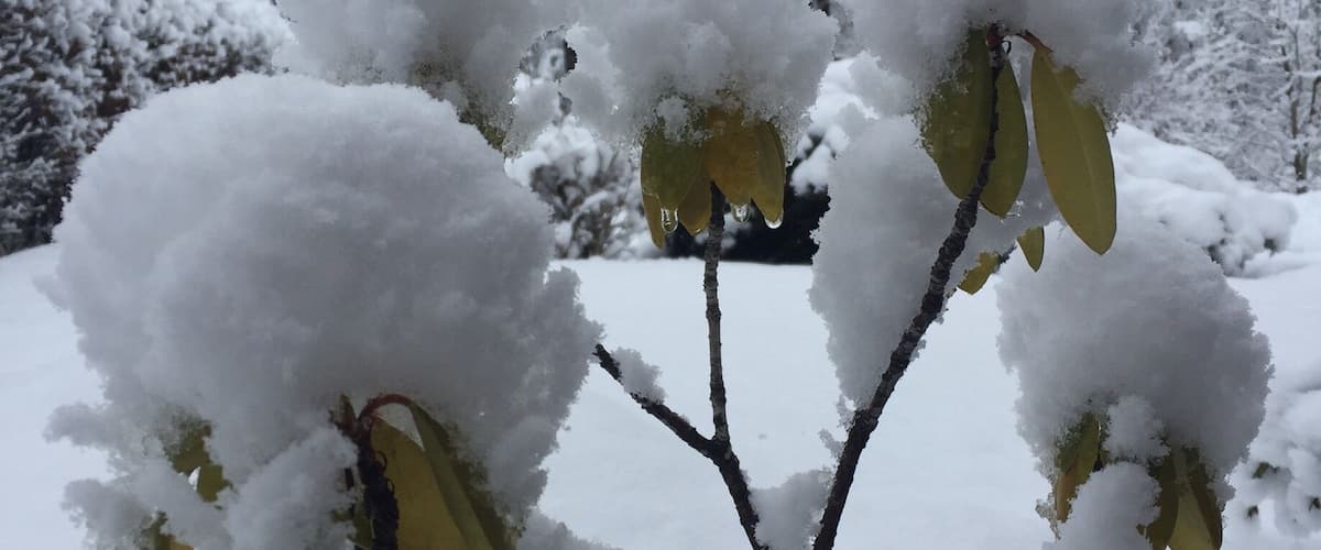 A snow-covered tree with yellow leaves in a snowy landscape.