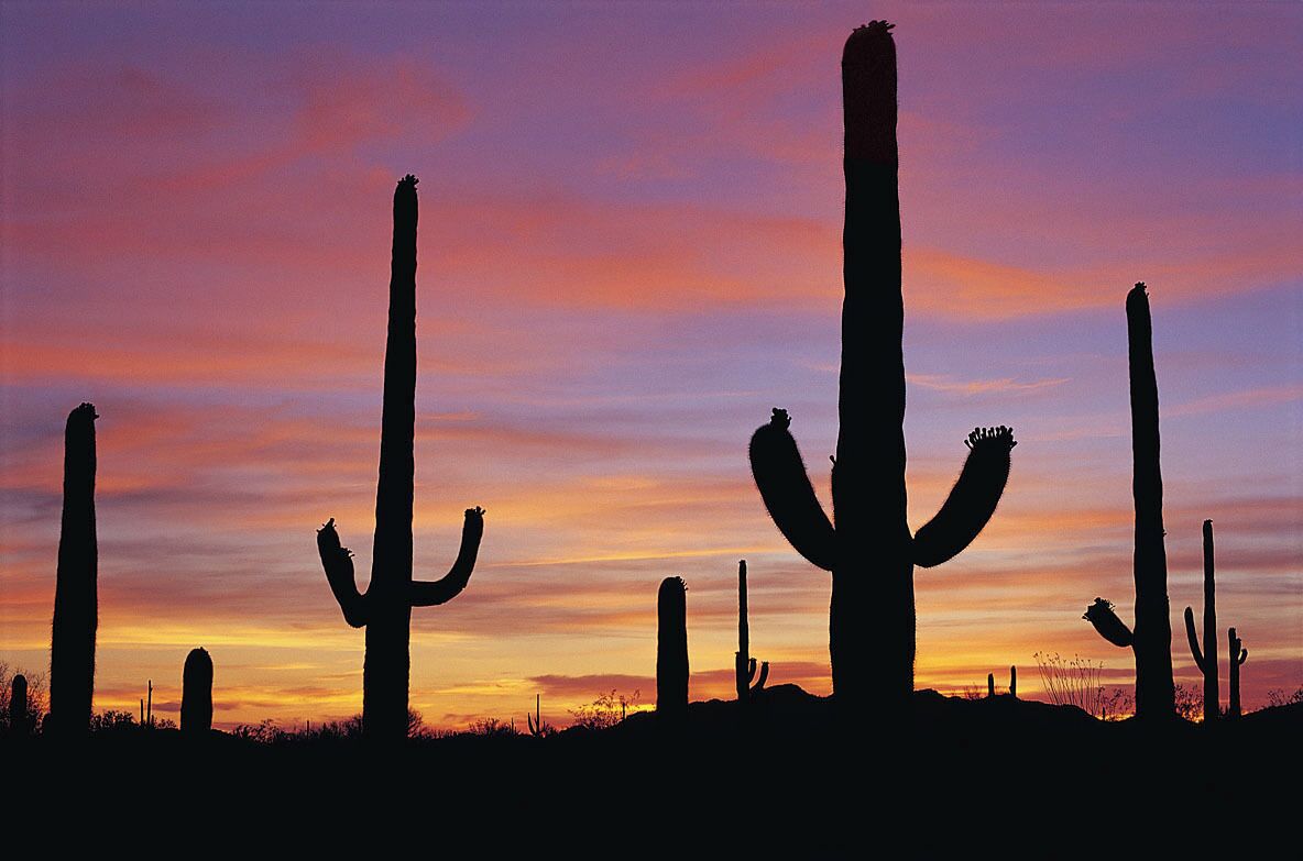 อนุสรณ์สถานแห่งชาติออร์แกนไปป์แคกตัส