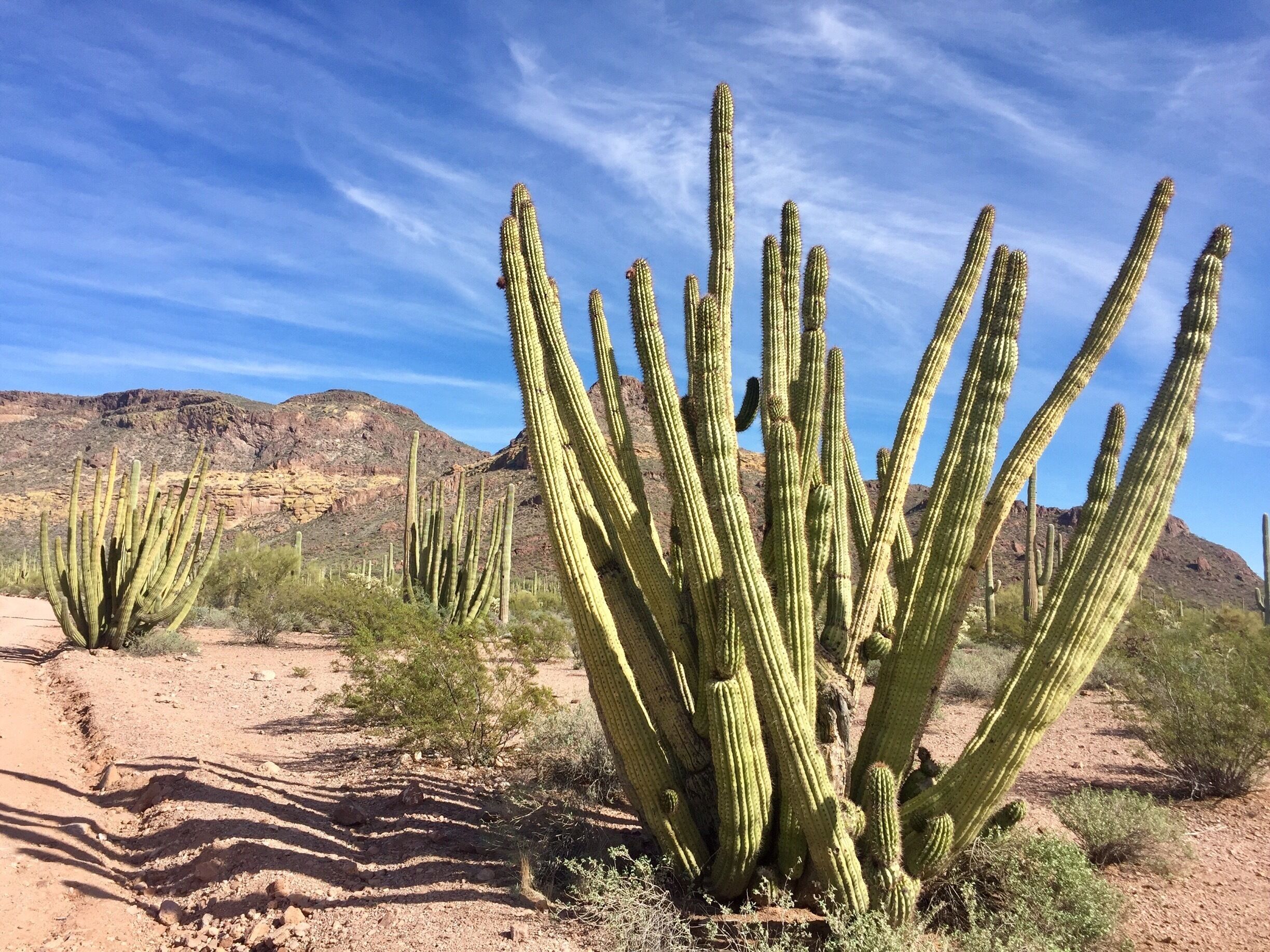 The parks name sake cactus, the Organ Pipe. They like a hot, dry climate which limits their range to this area as well as south of the border. 