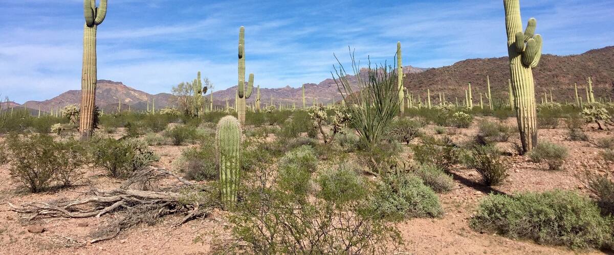 Sticking to the back roads today as we explore this amazing National Monument. This is the Ajo Mountain Scenic Loop Road. 21 miles in length and graded dirt.