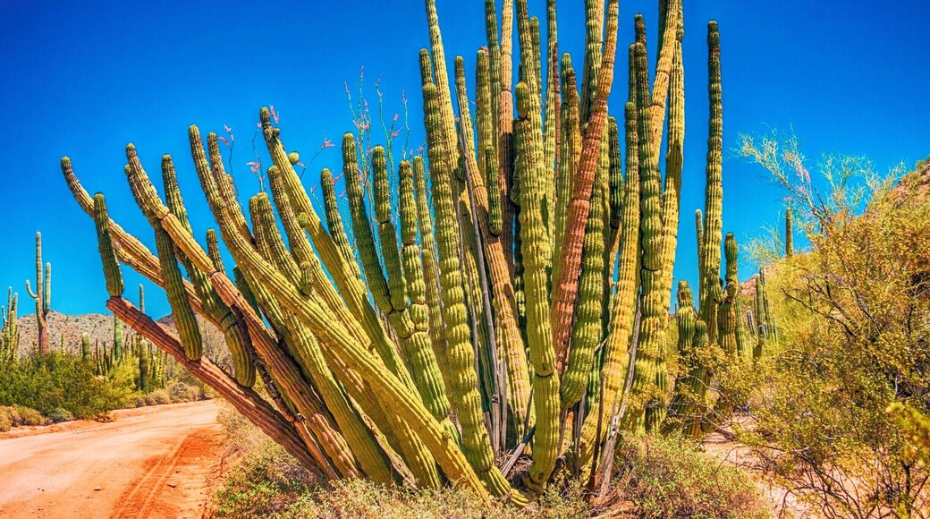 Organ Pipe Cactus National Monument is a U.S. National Monument and UNESCO biosphere reserve located in extreme southern Arizona that shares a border with the Mexican state of Sonora. Wikipedia
Address: 10 Organ Pipe Dr, Ajo, AZ 85321
Area: 517 mi²
Hours: Open today · 8AM–5PM
Phone: (520) 387-6849
Established: April 13, 1937