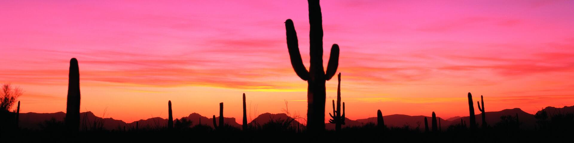 A desert landscape with multiple cacti silhouetted against a vibrant sunset sky.