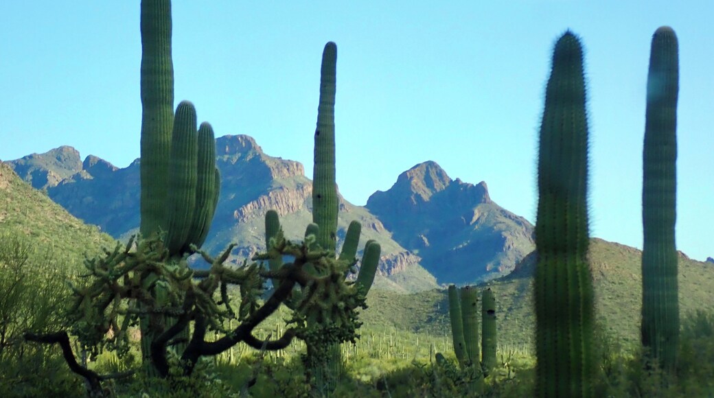 This 21 mile Ajo Mountain Scenic Loop is not to be missed. It took us about two and a half hours going very slowly. It’s a pretty rough graded dirt road, but well worth it. There are a few really nice picnic tables along the way. We took our dog, so we didn’t hike.