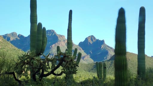 This 21 mile Ajo Mountain Scenic Loop is not to be missed. It took us about two and a half hours going very slowly. It’s a pretty rough graded dirt road, but well worth it. There are a few really nice picnic tables along the way. We took our dog, so we didn’t hike.