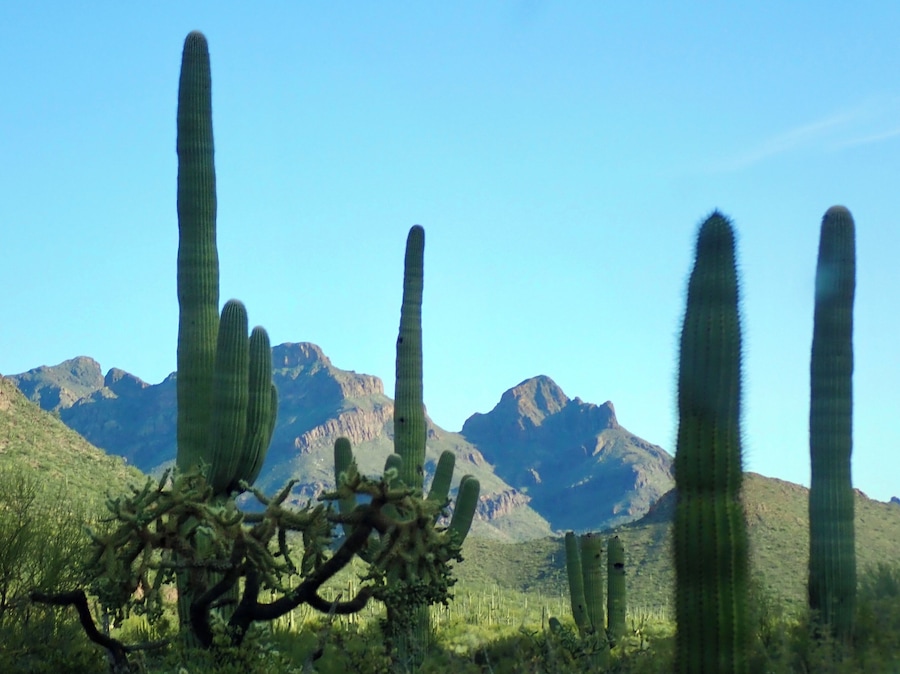 This 21 mile Ajo Mountain Scenic Loop is not to be missed. It took us about two and a half hours going very slowly. It’s a pretty rough graded dirt road, but well worth it. There are a few really nice picnic tables along the way. We took our dog, so we didn’t hike.