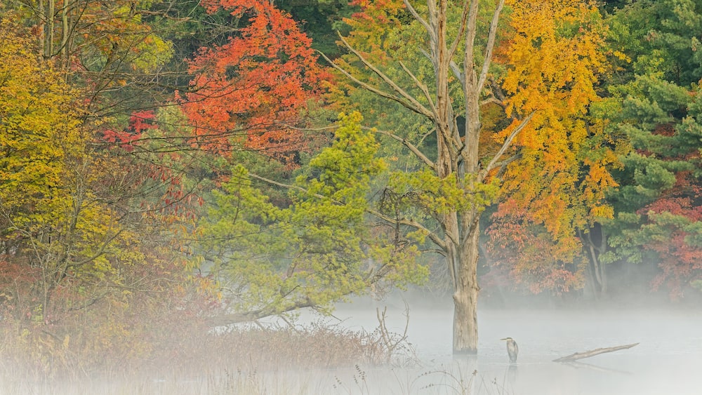 Foggy autumn landscape of the shoreline of Hall Lake with perched great blue heron, Yankee Springs State Park, Michigan, USA