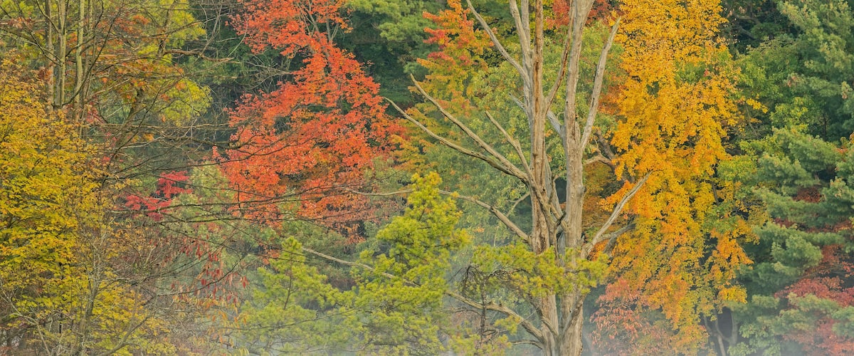 Foggy autumn landscape of the shoreline of Hall Lake with perched great blue heron, Yankee Springs State Park, Michigan, USA
