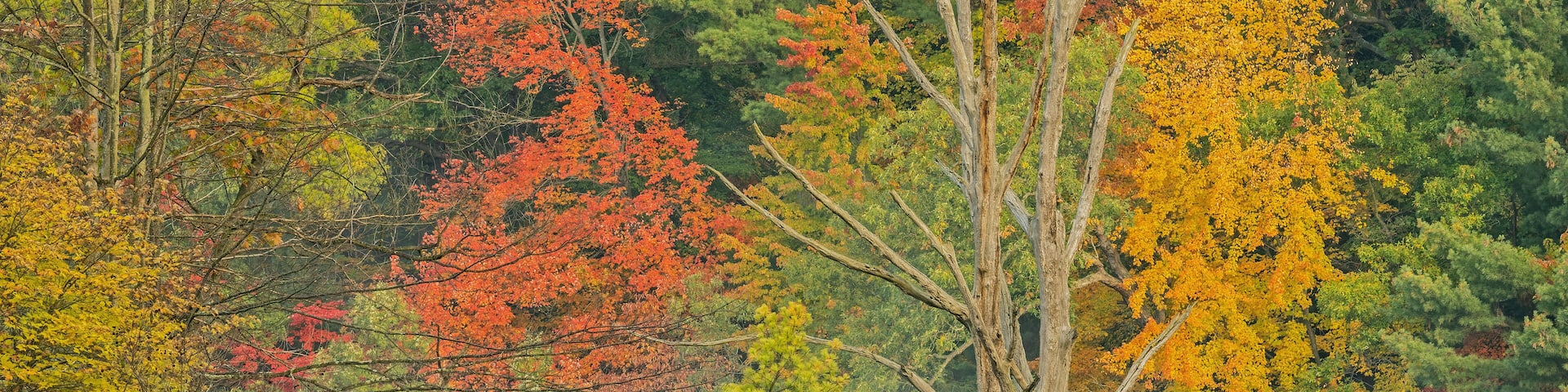 Foggy autumn landscape of the shoreline of Hall Lake with perched great blue heron, Yankee Springs State Park, Michigan, USA