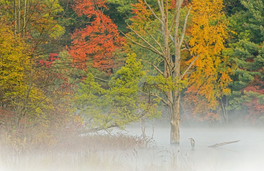 Foggy autumn landscape of the shoreline of Hall Lake with perched great blue heron, Yankee Springs State Park, Michigan, USA