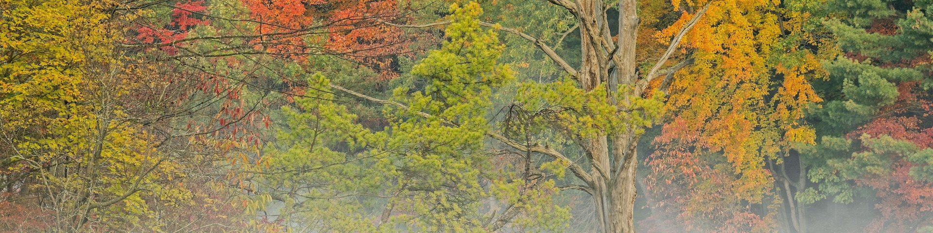 Foggy autumn landscape of the shoreline of Hall Lake with perched great blue heron, Yankee Springs State Park, Michigan, USA