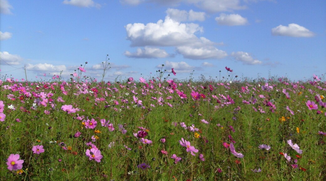 Champs de fleurs à Saint-Dizant du Gua