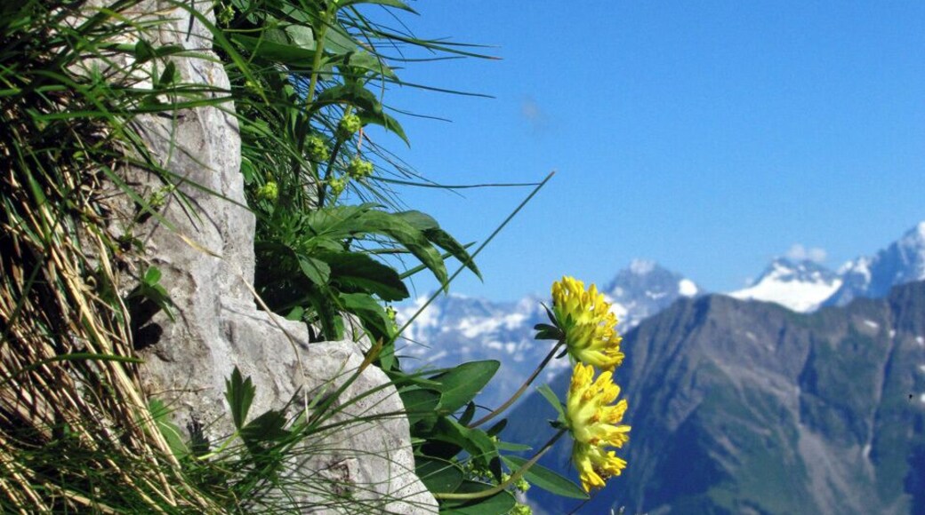 Mountain flowers