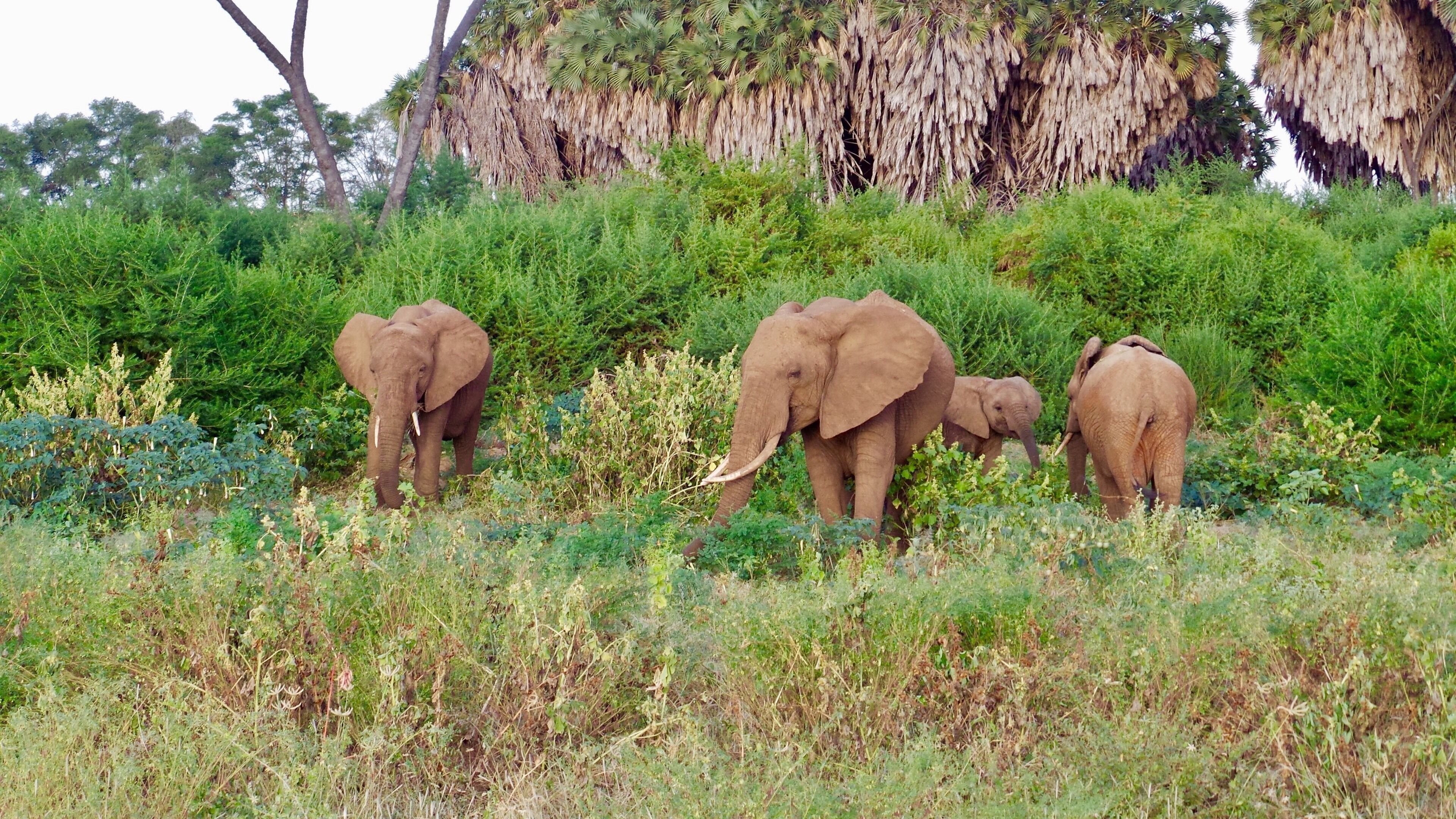 Elephant family 🐘
#kenya #safari #africa #nature #animals