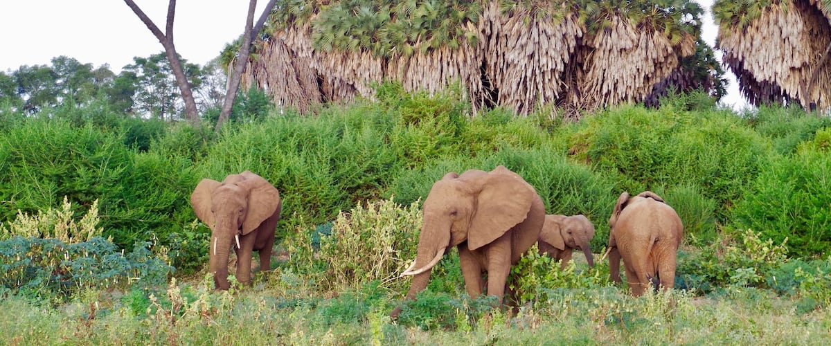 Elephant family 🐘
#kenya #safari #africa #nature #animals