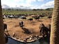 A herd of buffalos coming to drink water at the lodge..