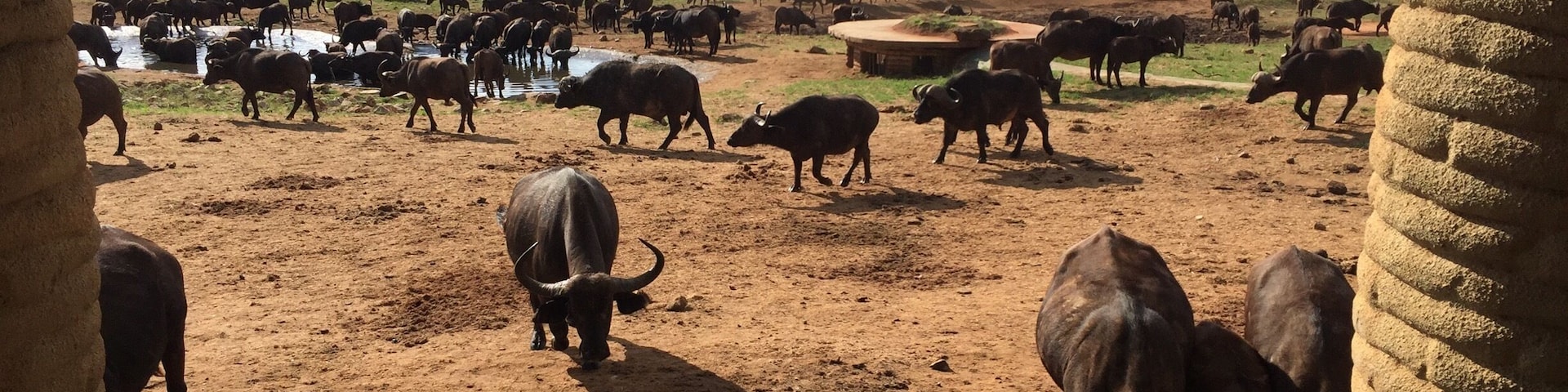 A herd of buffalos coming to drink water at the lodge..
