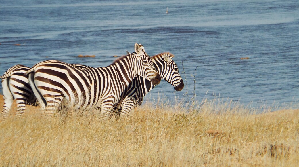 #tsavo #safari #africa
