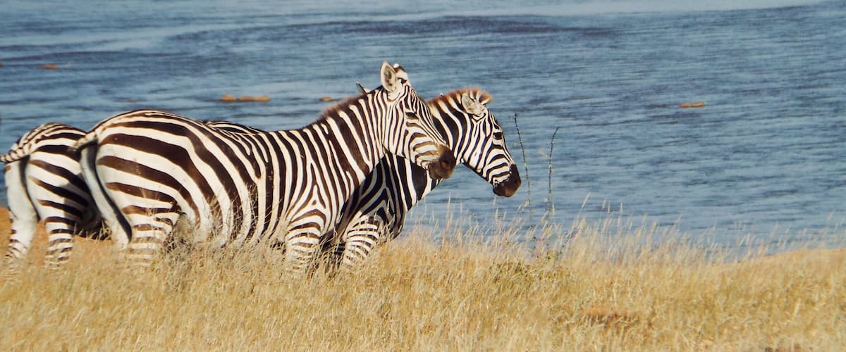 #tsavo #safari #africa