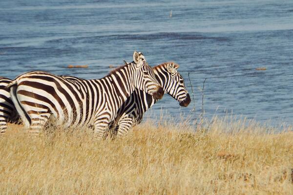 #tsavo #safari #africa