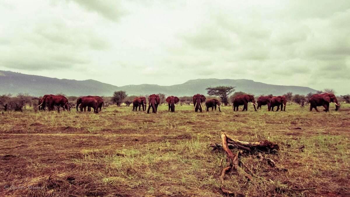 A herd of elephants in a grassy savannah with mountains in the background.