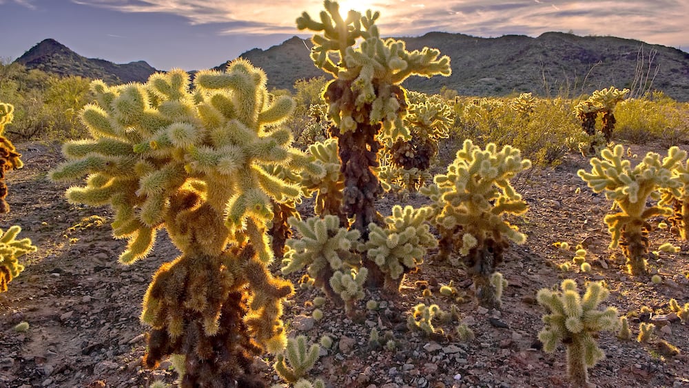HDR composition of a Cholla Cactus forest near the town of Salome AZ.