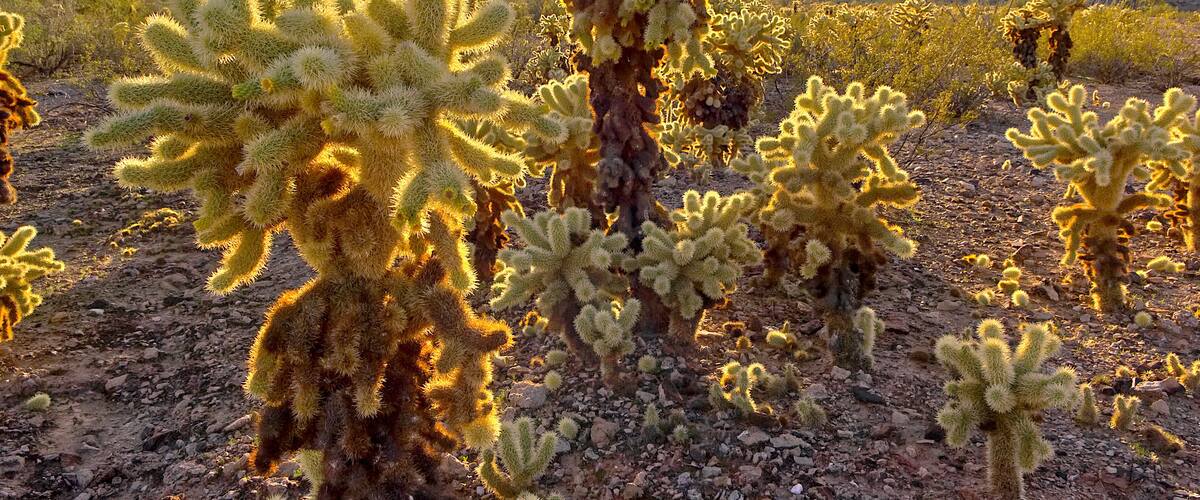 HDR composition of a Cholla Cactus forest near the town of Salome AZ.