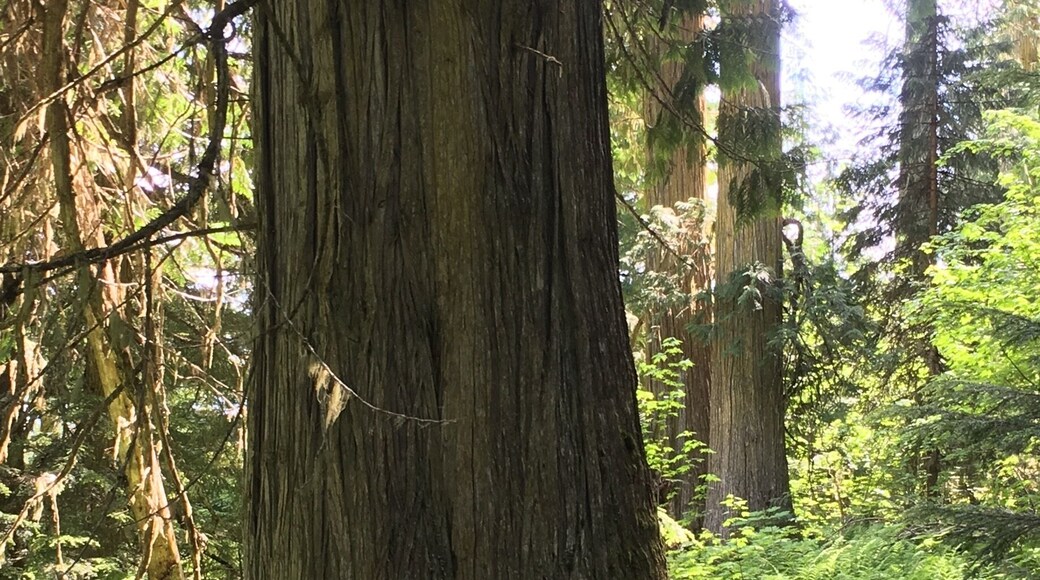 Provincial Park that was started by individual volunteers who wanted to protect and save these ancient cedars. The largest in the park is 16 feet wide and around 2000 years old