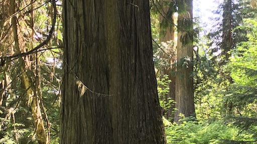 Provincial Park that was started by individual volunteers who wanted to protect and save these ancient cedars. The largest in the park is 16 feet wide and around 2000 years old
