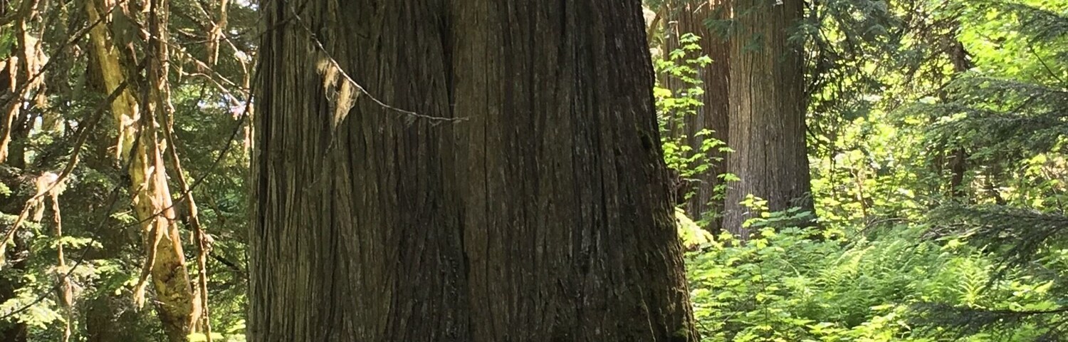 Provincial Park that was started by individual volunteers who wanted to protect and save these ancient cedars. The largest in the park is 16 feet wide and around 2000 years old
