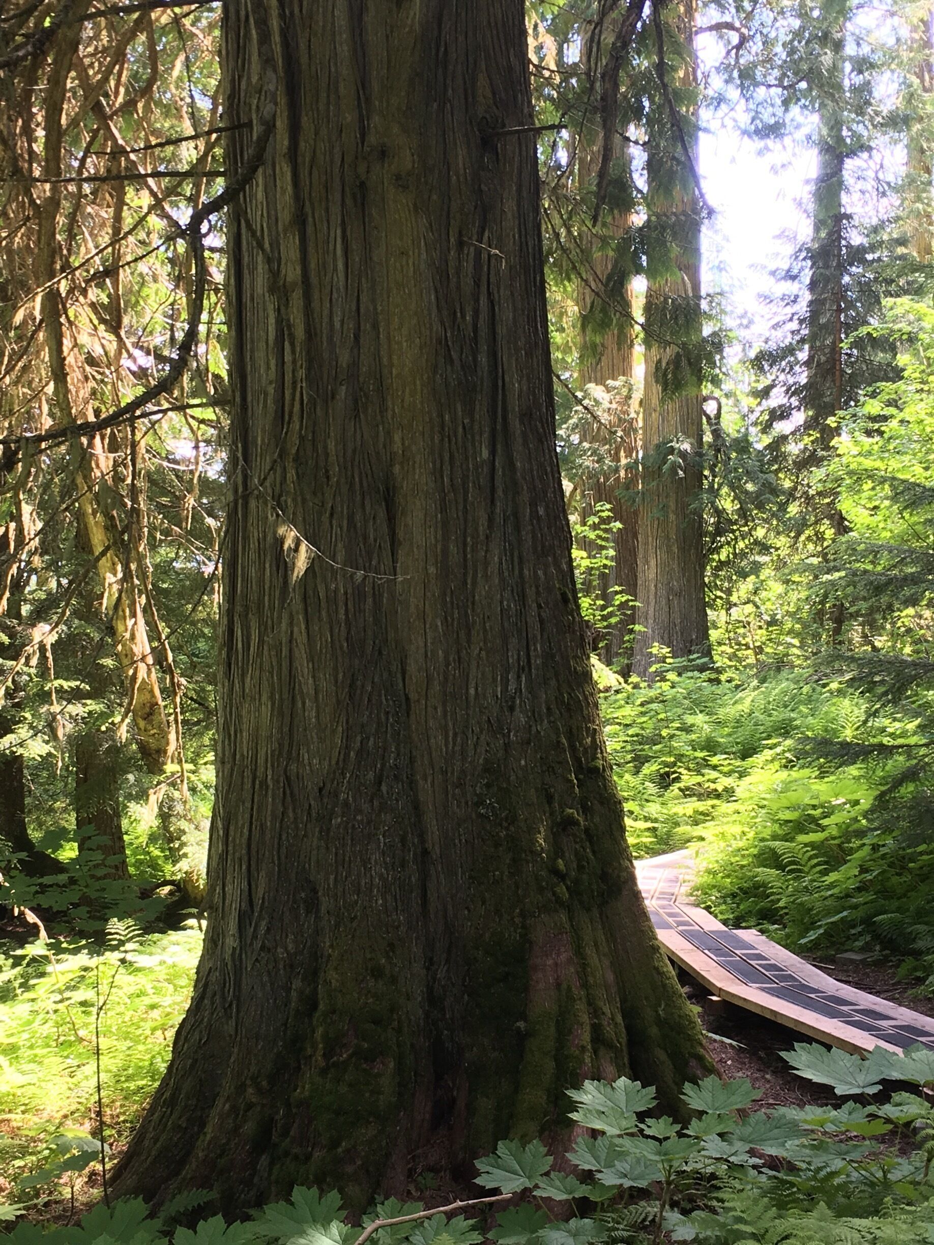 A large tree in a forest with a wooden boardwalk.