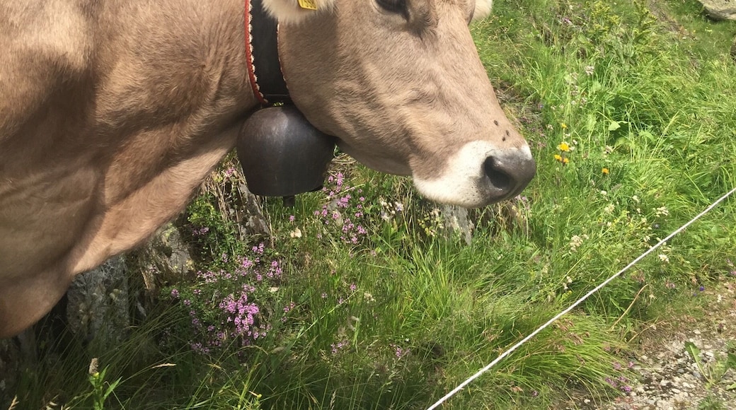 Of many Swiss favorites, the cows rank highly!