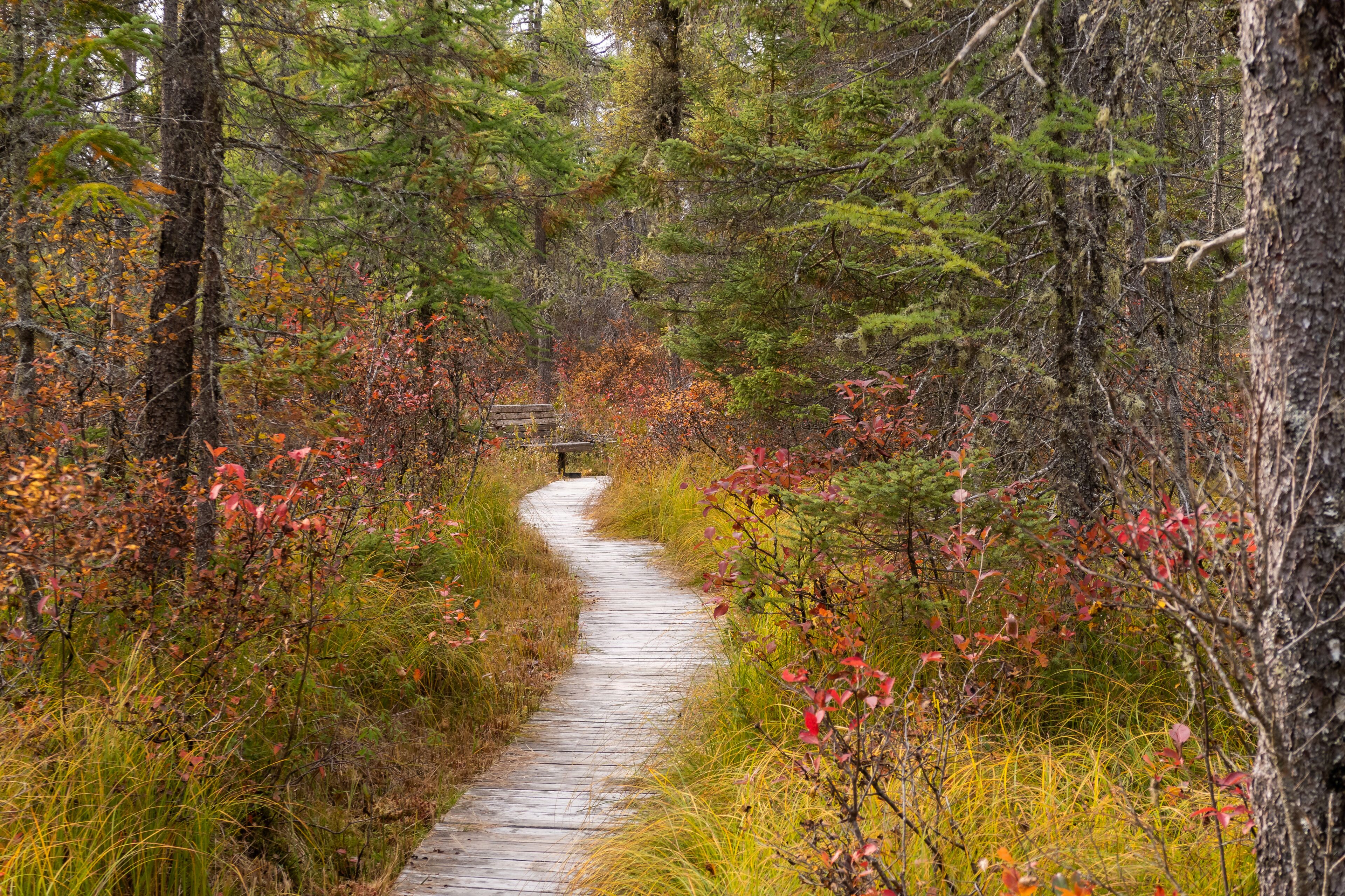 View of a wooden platform in a forest, in the Frontenac national park, Canada