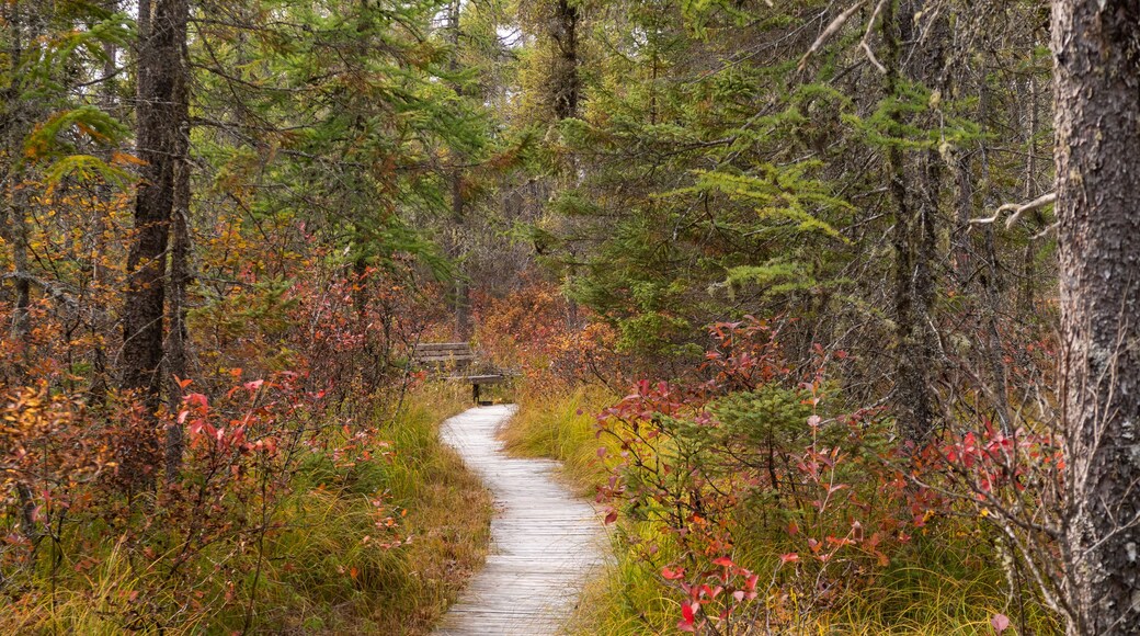 View of a wooden platform in a forest, in the Frontenac national park, Canada