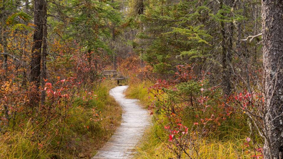 A forested path with autumn foliage, a wooden bench, and a dense tree line.
