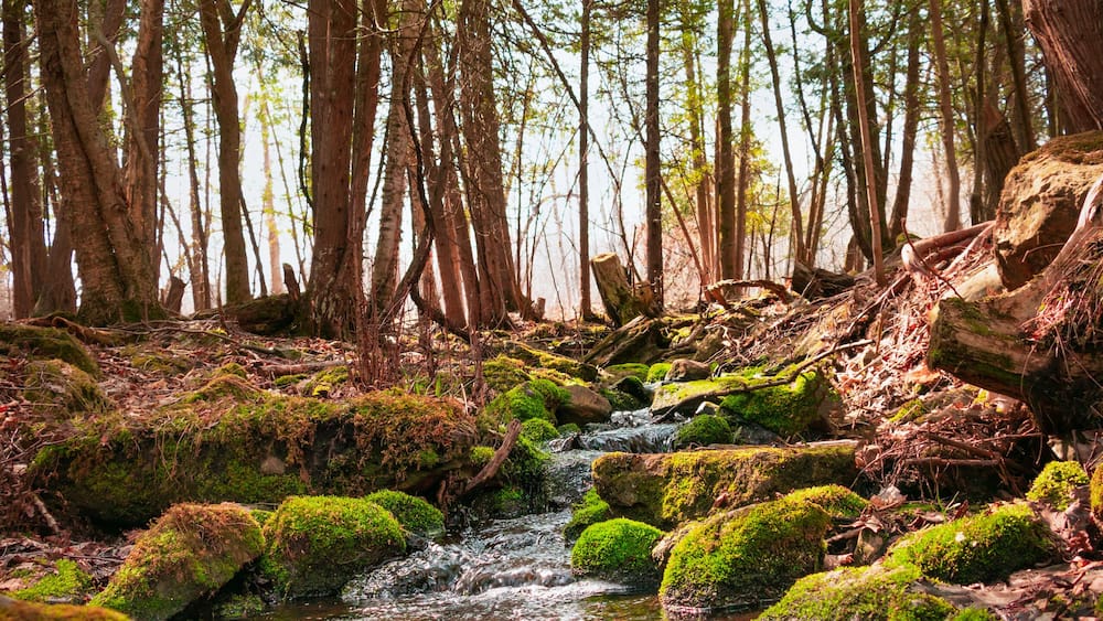 Landscape with spring water in the forest, moss on rocks. Nature in Quebec, Monteregie