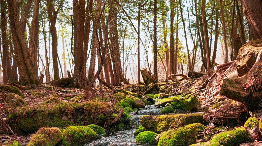 Landscape with spring water in the forest, moss on rocks. Nature in Quebec, Monteregie