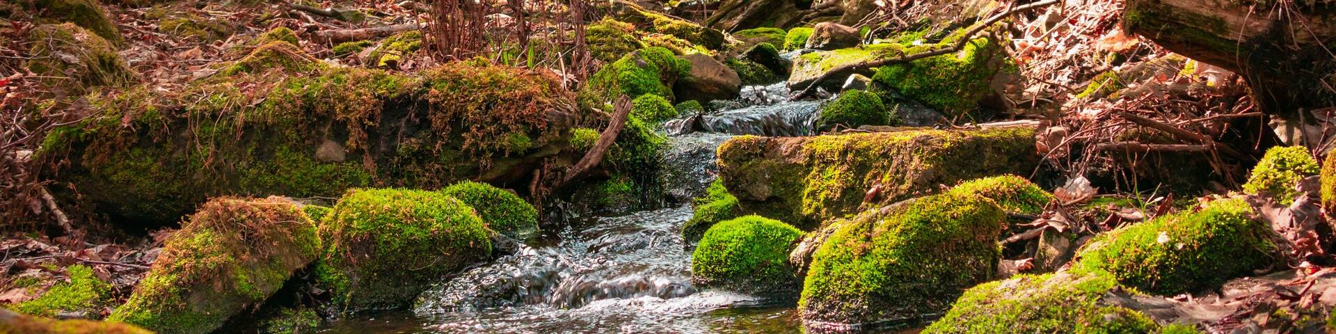 Landscape with spring water in the forest, moss on rocks. Nature in Quebec, Monteregie