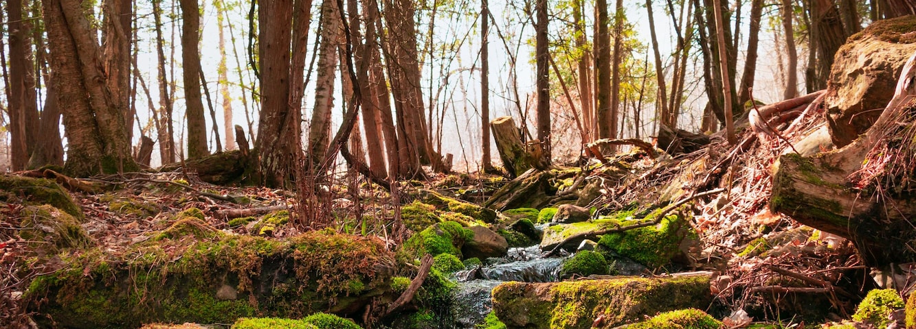 Landscape with spring water in the forest, moss on rocks. Nature in Quebec, Monteregie