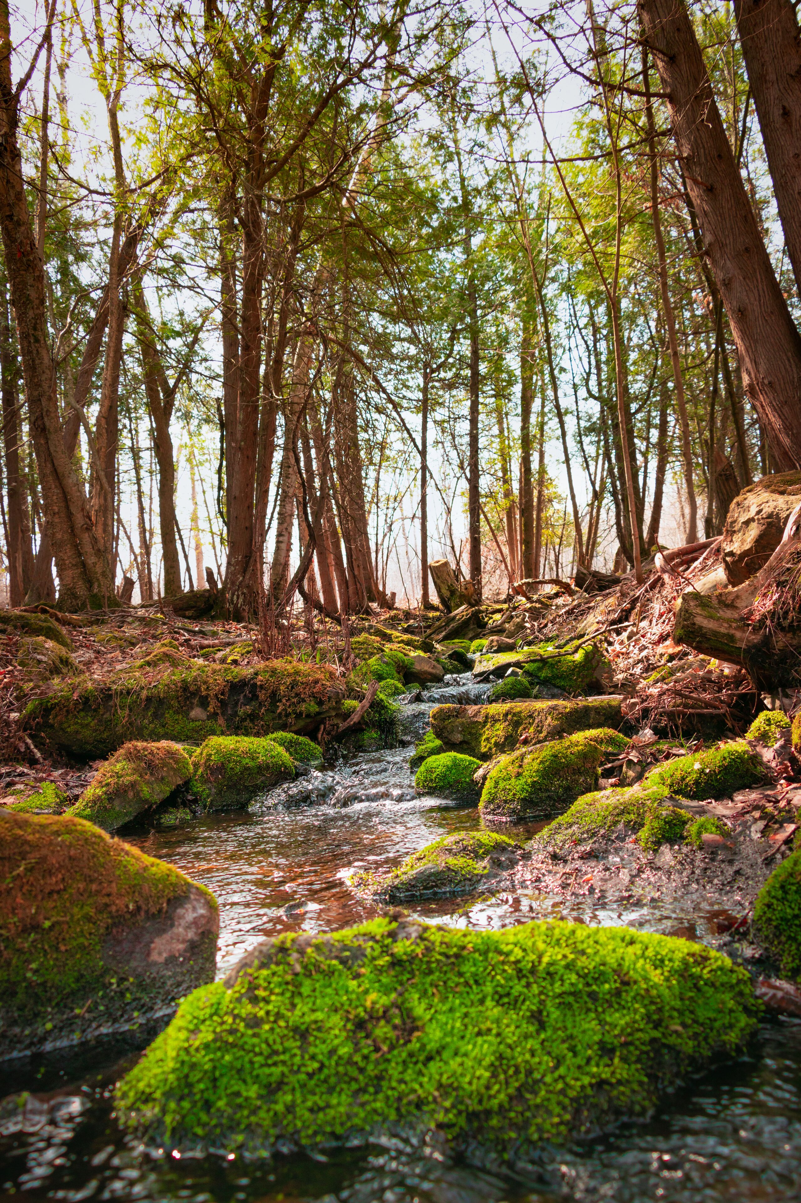 A forest stream with moss-covered rocks and tall trees.