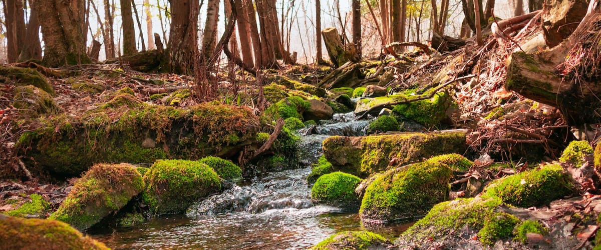 A forest stream with moss-covered rocks and tall trees.