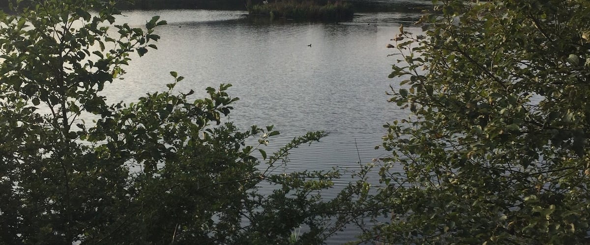 A lake surrounded by trees and houses in the background.