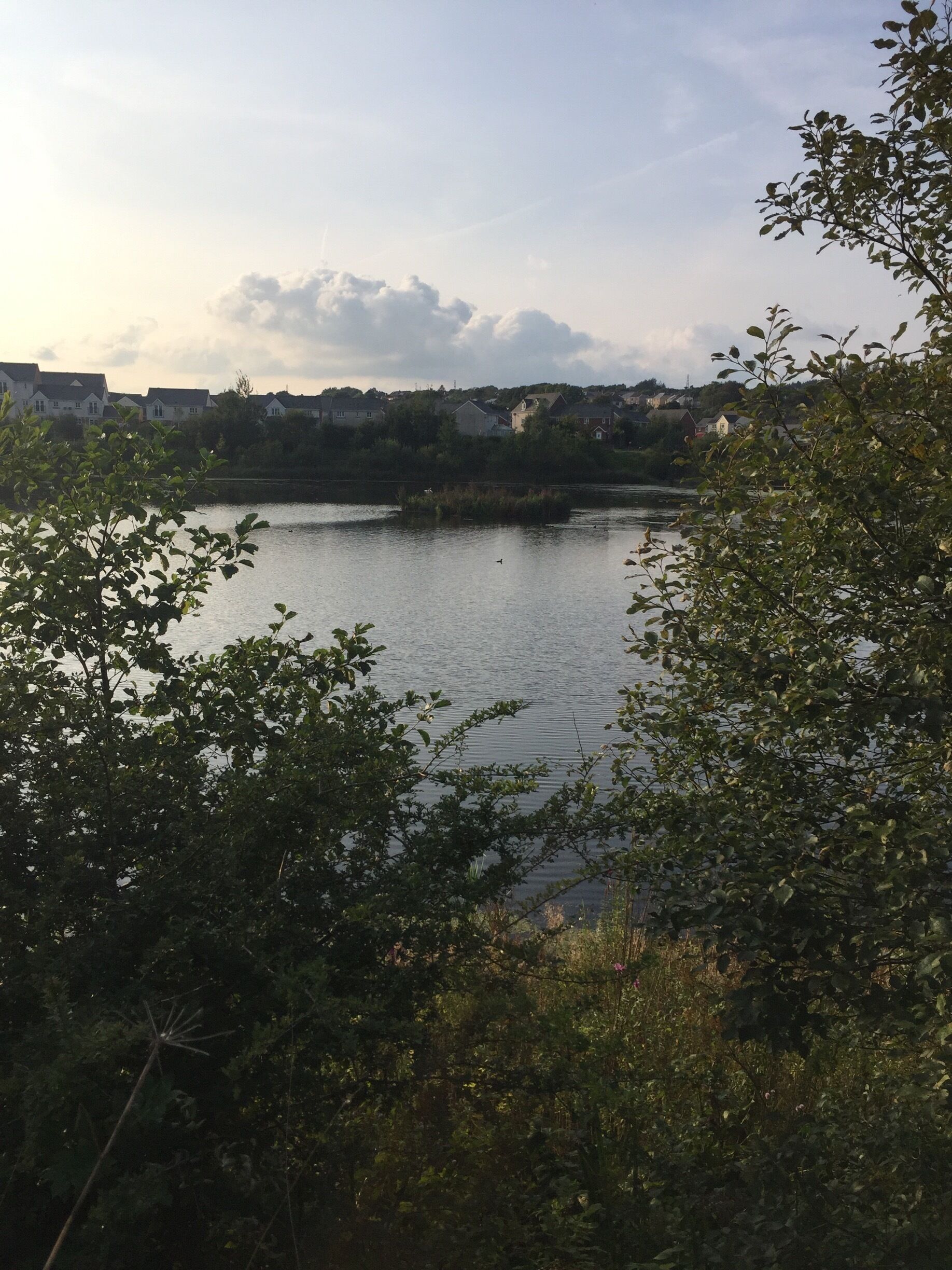 A lake surrounded by trees and houses in the background.