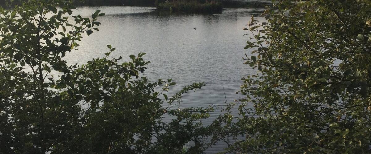 A lake surrounded by trees and houses in the background.